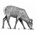 White-Tailed Deer photo sculptures