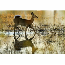 White-tailed deer photo cutout