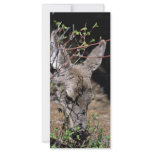 White-tailed Deer rack cards