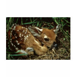 White-tailed Deer t-shirts