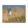 White-tailed Kite Postcard