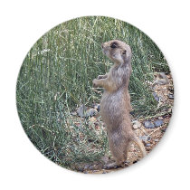 White-tailed prairie dog magnets