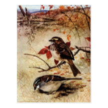 White-Throated Sparrows and Fall Leaves Post Cards