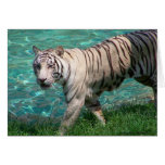 White tiger against blue water walking photograph cards
