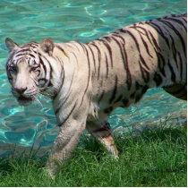 White tiger against blue water walking photograph photo cut out