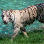 White tiger against blue water walking photograph photo cut out