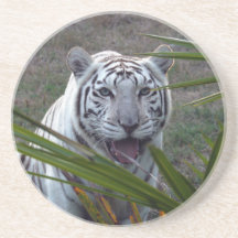 White Tiger Coaster