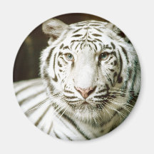 White Tiger Fridge Magnet