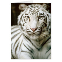 White Tiger Greeting Card