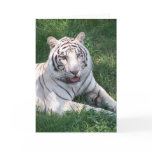 White tiger on green grass vertical frame picture card