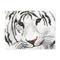 White Tiger Post Card