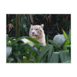White Tiger Postcard