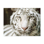 White Tiger Postcard