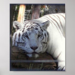 White Tiger Poster