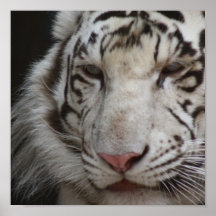 White Tiger Print