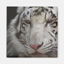 White Tiger Square Magnet