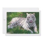 White Tiger with Blue Eyes Licking Nose Custom Announcement