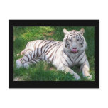 White Tiger with Blue Eyes Licking Nose postcards