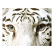 WHITE TIGER'S EYES INVITATION ~ EZ TO CUSTOMIZE!