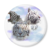 White Tigers Magnets