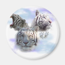 White Tigers Magnets