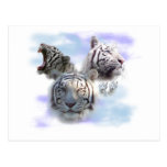White Tigers Postcard