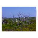 white tree cards
