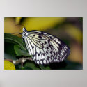 White Tree Nymph Butterfly  posters