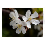 White Trio of Blossoms Greeting Cards