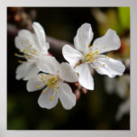 White Trio of Blossoms Poster