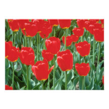 White Triumph tulips, 'Mexico' flowers Personalized Invites