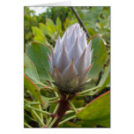 White tropical flower greeting card