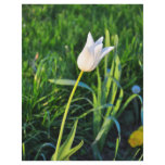 White tulip flyers