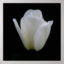 White Tulip Poster