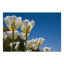 White Tulips Photo