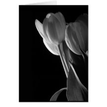 White Tulips Photo On Black Background Cards
