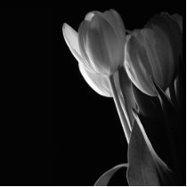 White Tulips Photo On Black Background