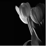 White Tulips Photo On Black Background photo sculptures