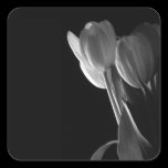 White Tulips Photo On Black Background stickers