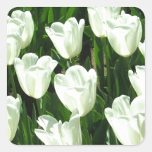 White Tulips Sticker