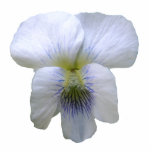 White Violet ~ acrylic photo sculptures