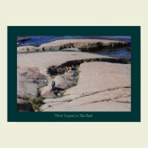 White Wagtail 01 posters