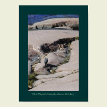 White Wagtail 03 posters