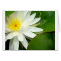 White Water Lily cards