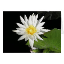 White Water Lily Card