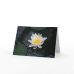 "White Water Lily"  Flower Photo Greeting Card