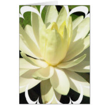 White Water Lily Greeting Card