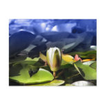White water lily postcards