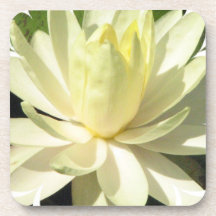 White Water Lily Set of Coasters