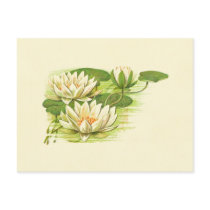 White Waterlilies Post Card